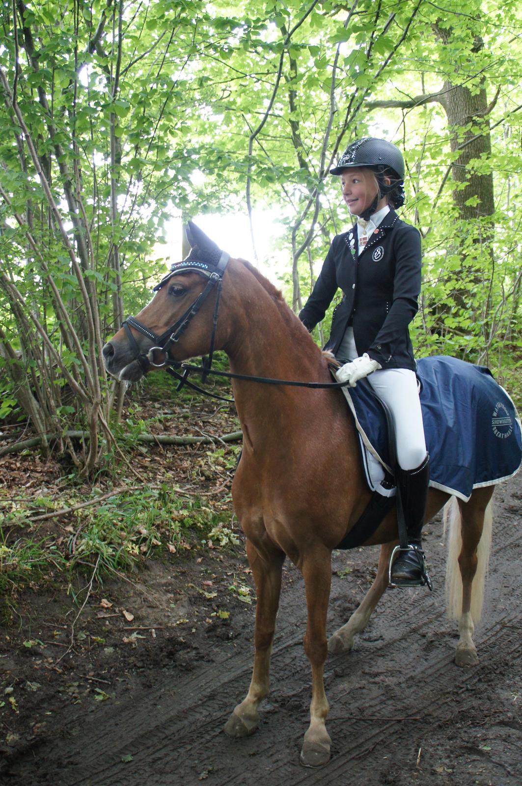 Welsh Pony (sec B) Kirkelodgaards Mischa billede 18