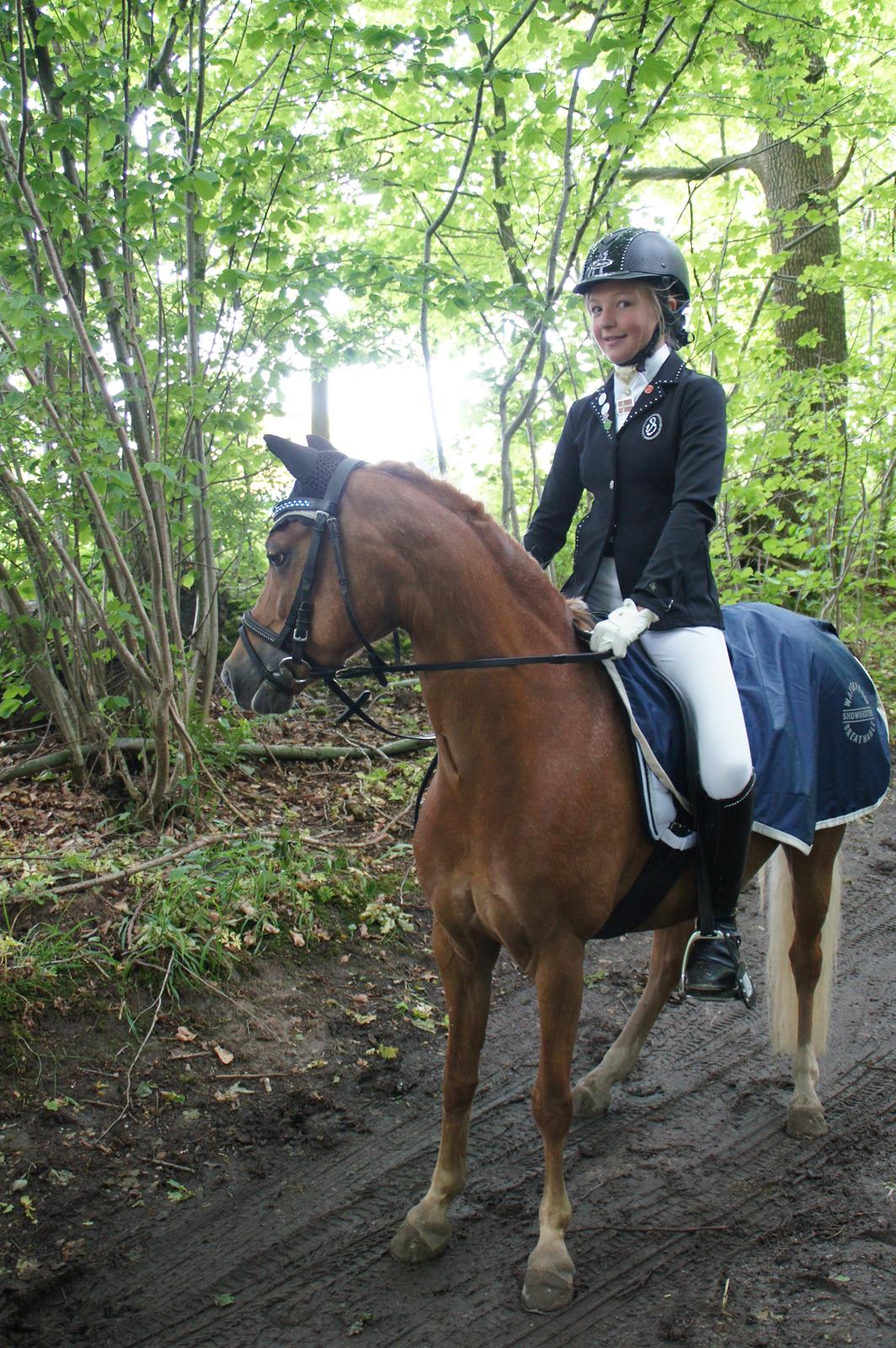 Welsh Pony (sec B) Kirkelodgaards Mischa billede 19