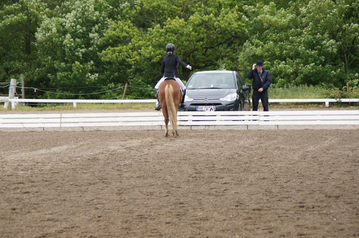 Welsh Pony (sec B) Kirkelodgaards Mischa billede 14