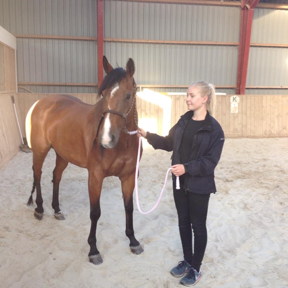 Quarter Tag This Chic - Første træktur i ridehallen efter jeg fik hende hjem. billede 20