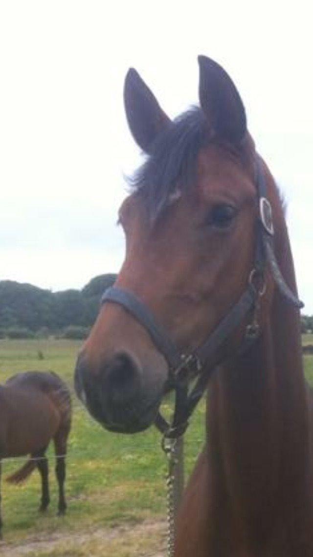 Dansk Varmblod Desire billede 11