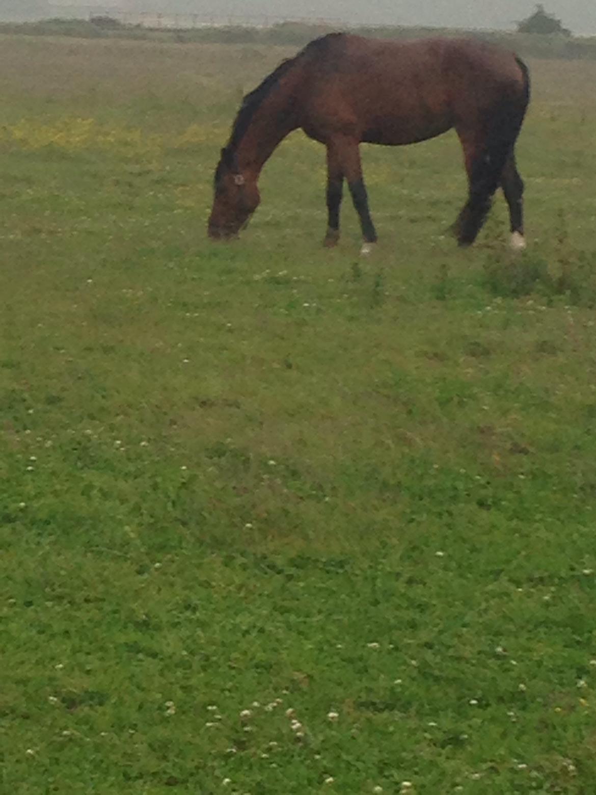 Dansk Varmblod Desire billede 12