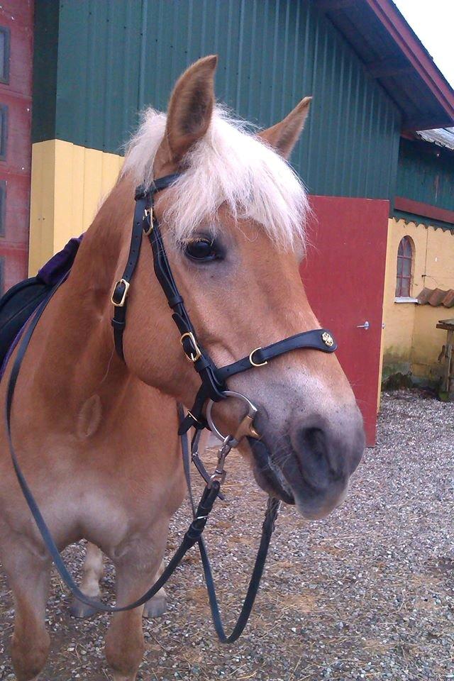 Haflinger Duchess *Dysse* billede 9