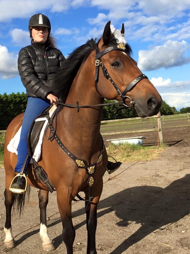 Hollandsk Varmblod Ravel billede 6