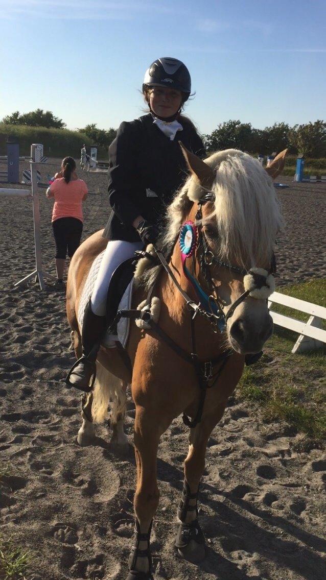 Haflinger Myra billede 28