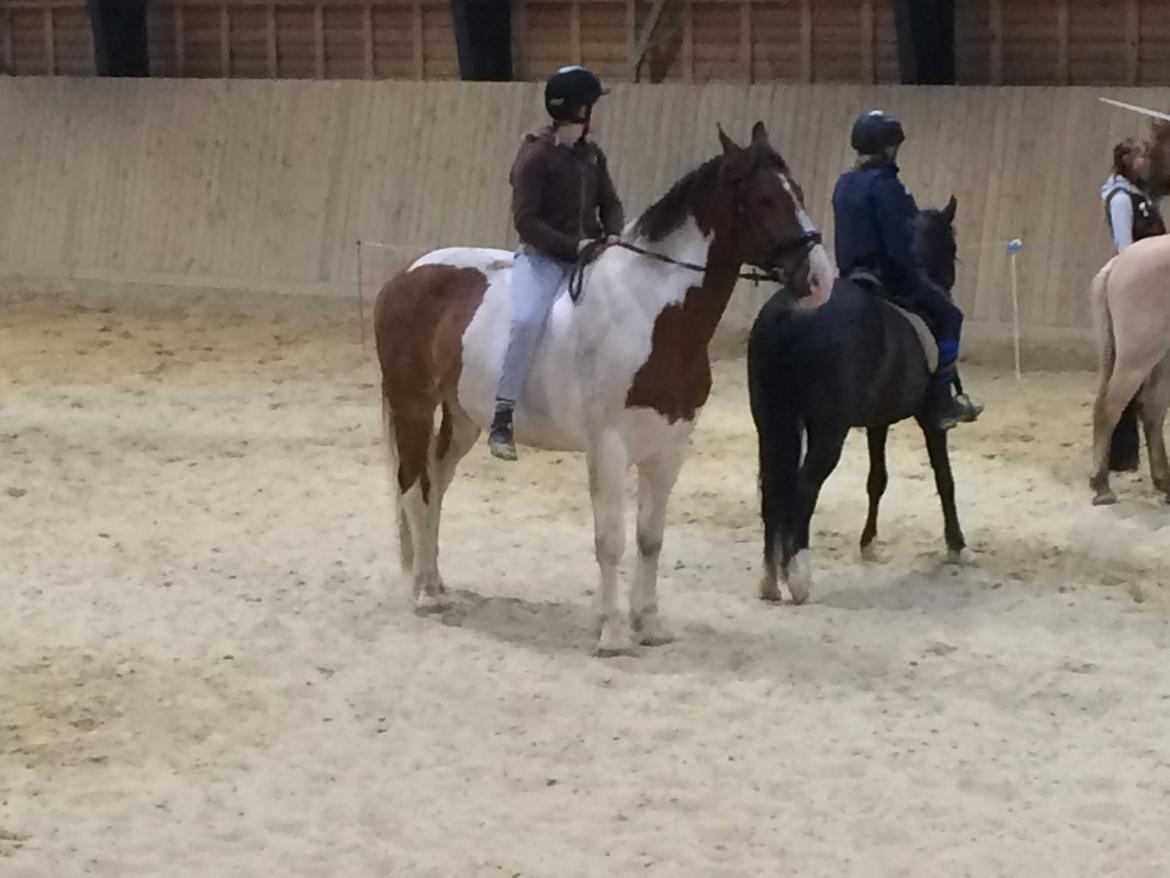 Pinto Casino, Solgt ! - Camilla på Casino billede 18