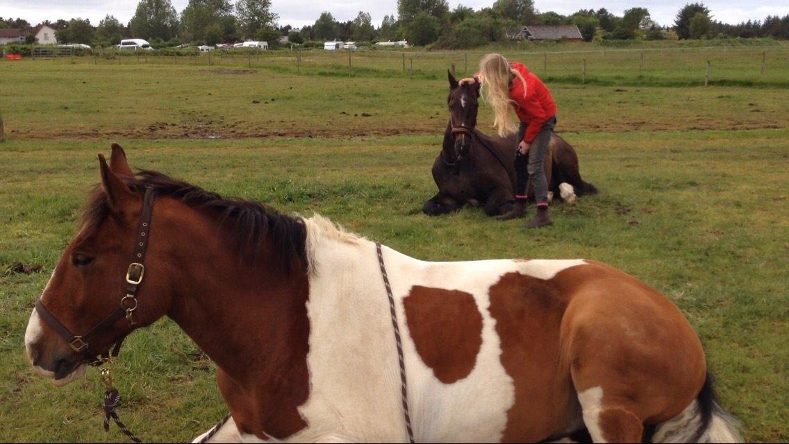 Pinto Casino, Solgt ! - Det var en lang dag igår og vi gider ikke stå tidligt op. billede 20