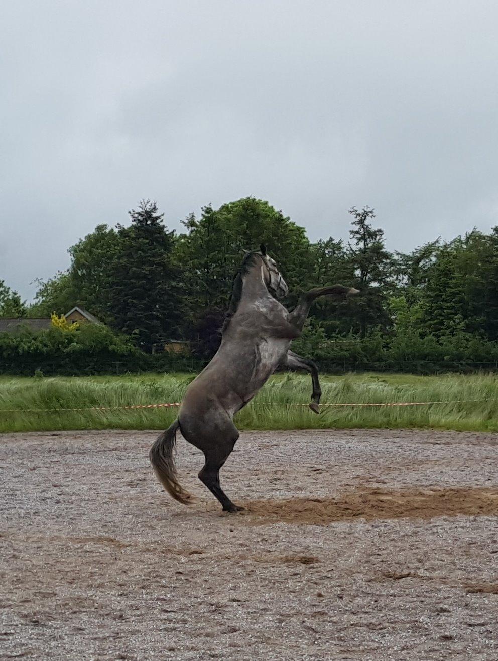 Dansk Varmblod Lotus Esprit W *SOLGT* billede 13
