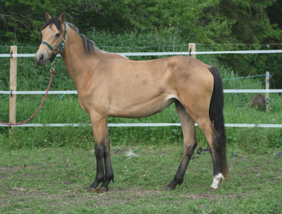 Welsh Partbred (Sec F) Aastrupgaards nyx billede 41