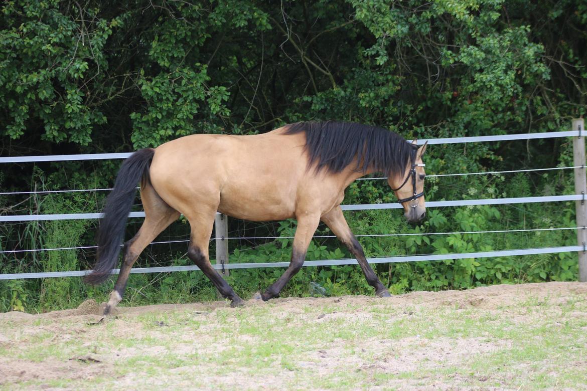 Welsh Partbred (Sec F) Aastrupgaards nyx billede 14