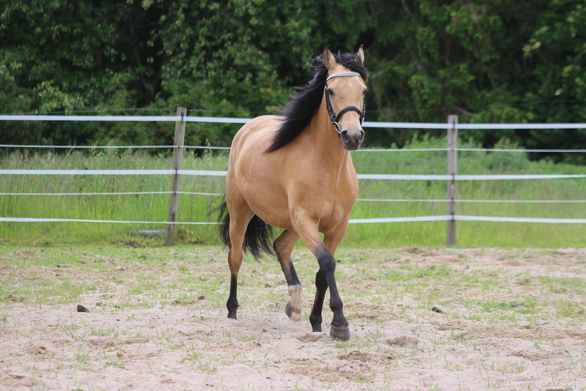 Welsh Partbred (Sec F) Aastrupgaards nyx billede 6