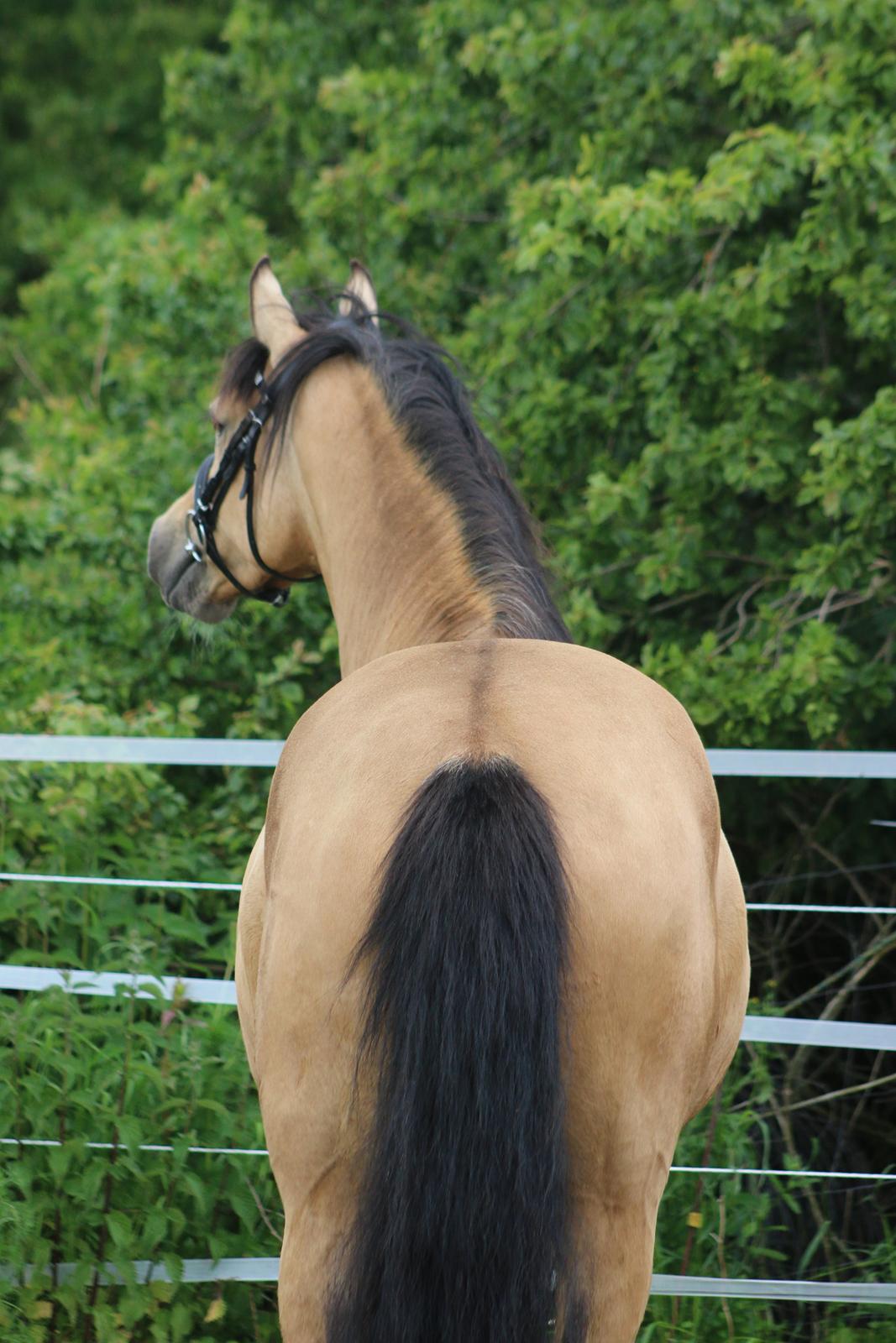 Welsh Partbred (Sec F) Aastrupgaards nyx billede 16
