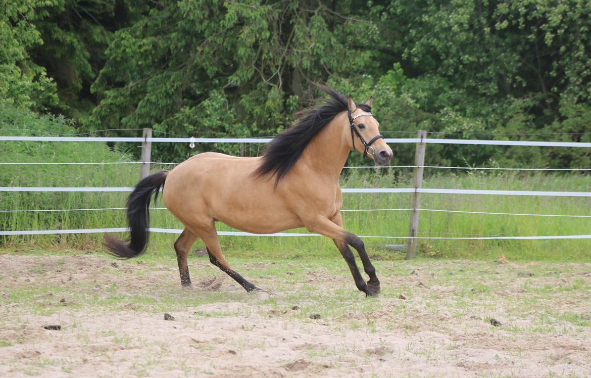 Welsh Partbred (Sec F) Aastrupgaards nyx billede 18