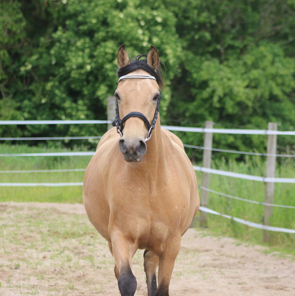 Welsh Partbred (Sec F) Aastrupgaards nyx billede 10