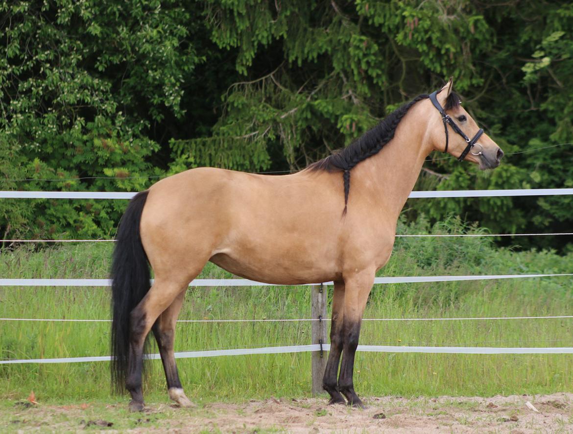 Welsh Partbred (Sec F) Aastrupgaards nyx - Nyx d 17 juni 2015 billede 3