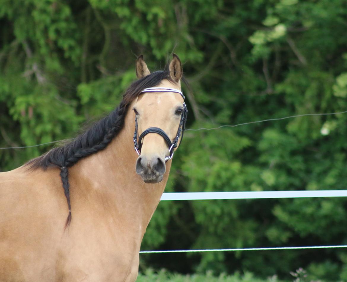 Welsh Partbred (Sec F) Aastrupgaards nyx billede 7