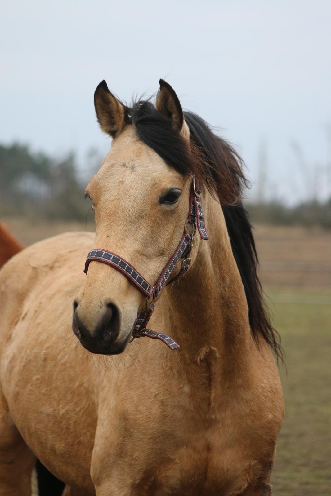 Welsh Partbred (Sec F) Aastrupgaards nyx billede 4