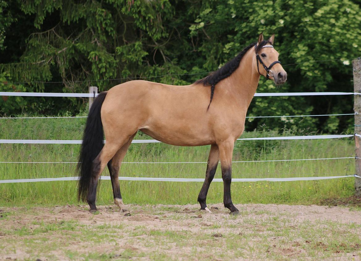 Welsh Partbred (Sec F) Aastrupgaards nyx billede 11