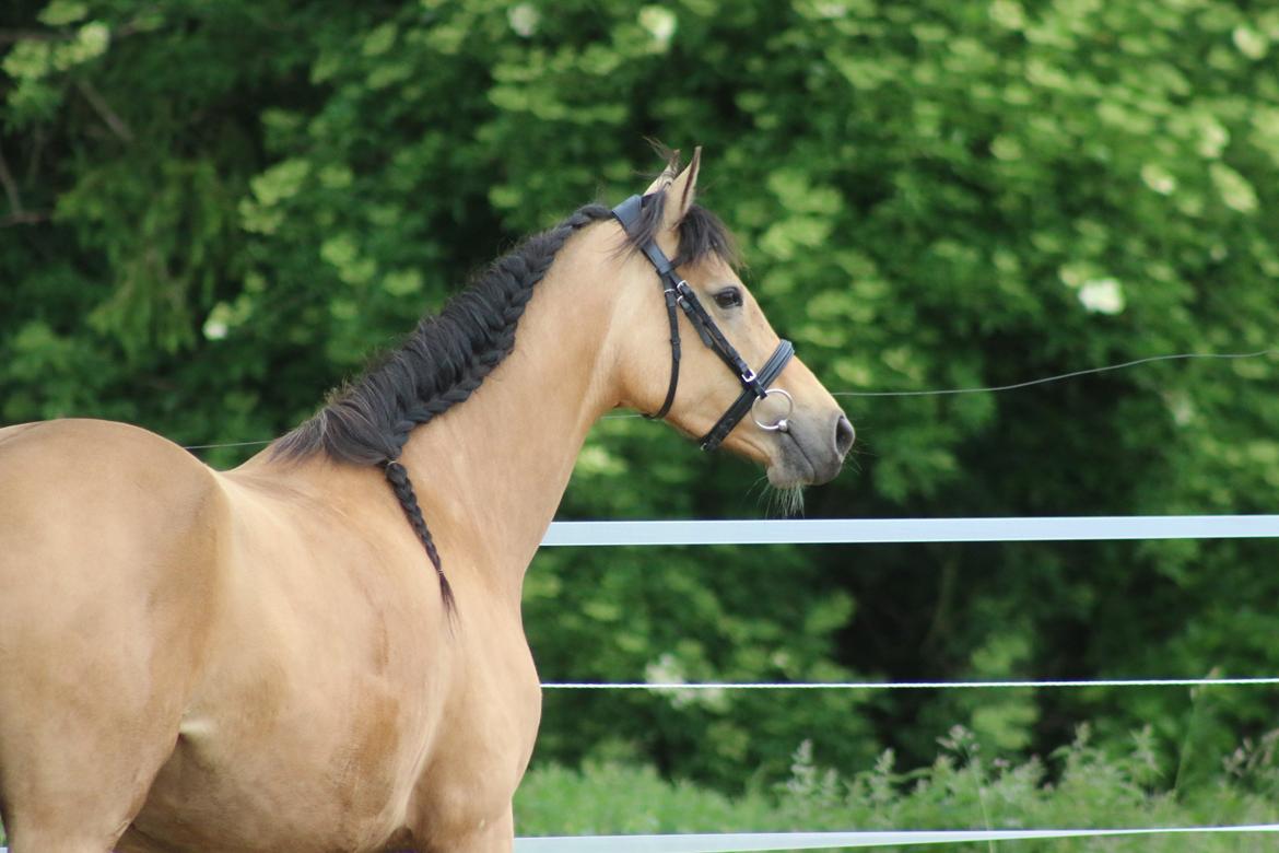 Welsh Partbred (Sec F) Aastrupgaards nyx billede 5