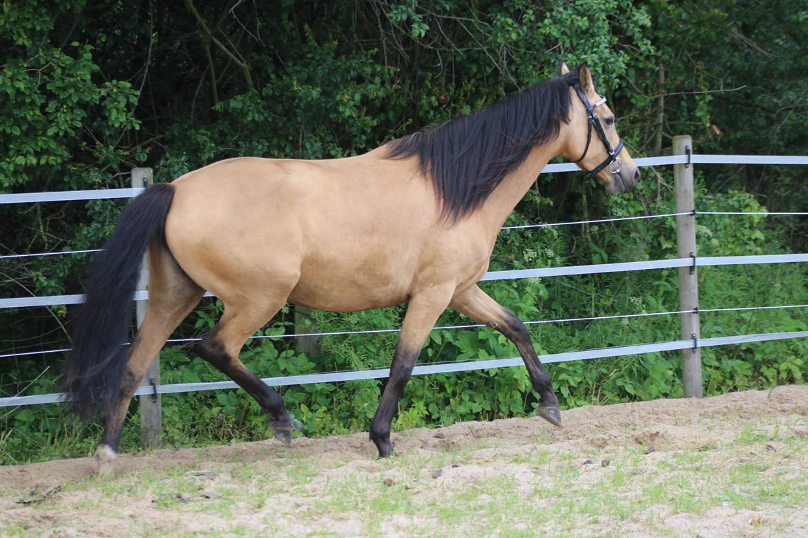Welsh Partbred (Sec F) Aastrupgaards nyx billede 17