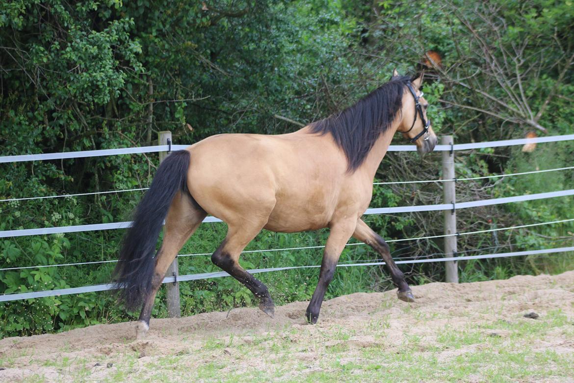 Welsh Partbred (Sec F) Aastrupgaards nyx billede 19