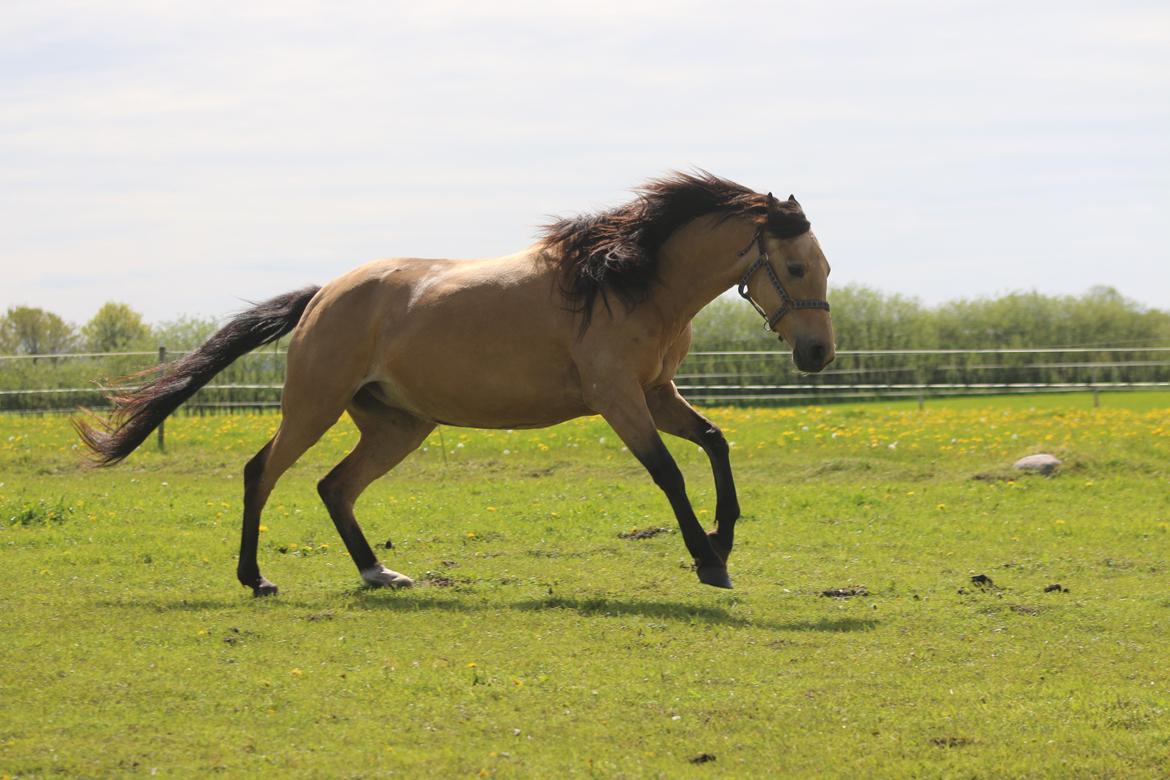 Welsh Partbred (Sec F) Aastrupgaards nyx billede 13