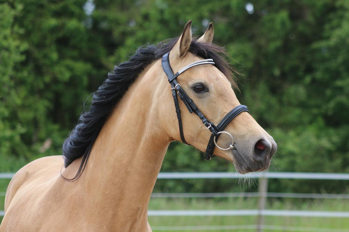 Welsh Partbred (Sec F) Aastrupgaards nyx billede 8