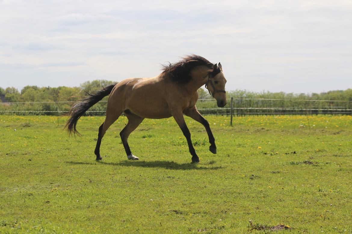 Welsh Partbred (Sec F) Aastrupgaards nyx billede 12