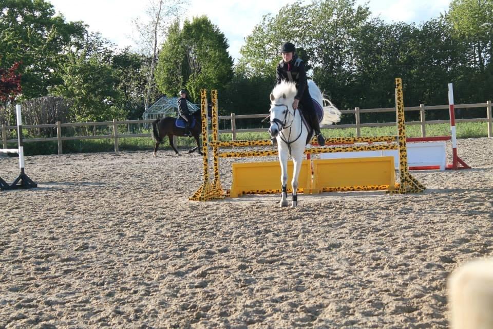 Anden særlig race William/Willy billede 10