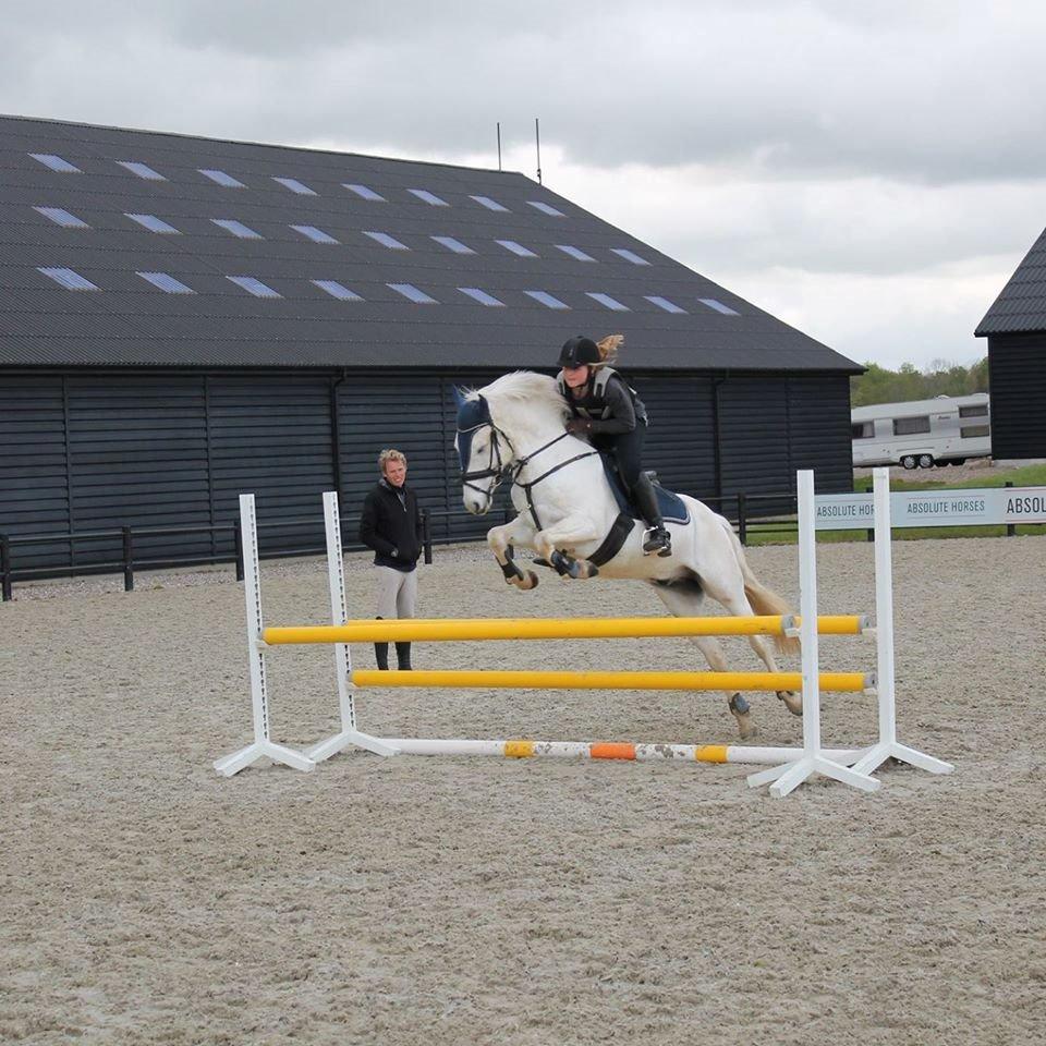 Anden særlig race William/Willy billede 11