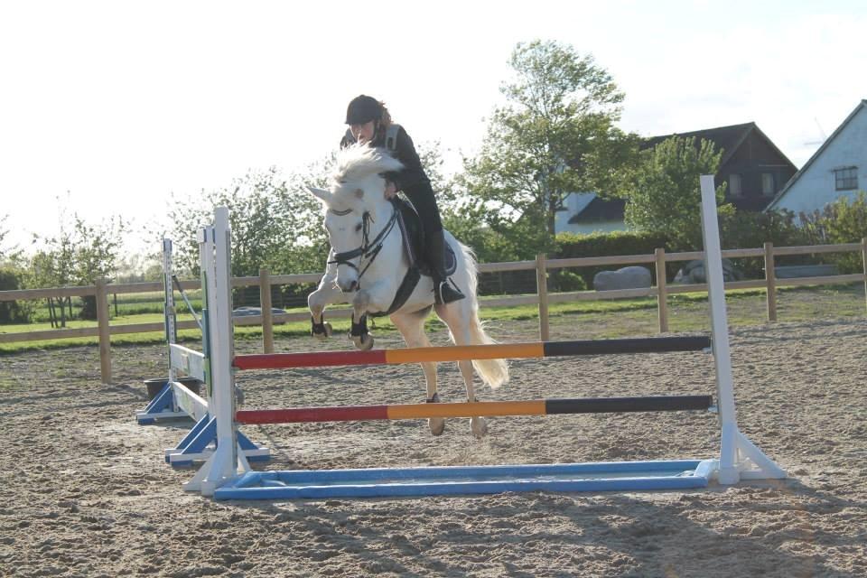 Anden særlig race William/Willy billede 14