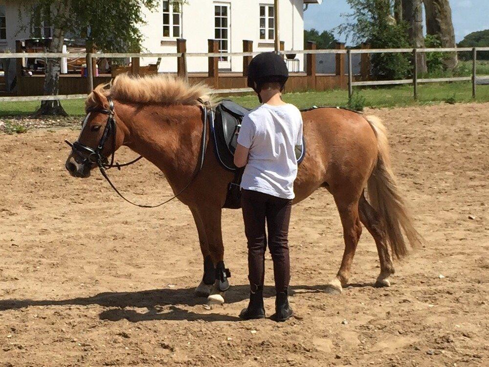 Welsh Pony (sec B) Rødsandgaards Beauty *solgt* billede 16