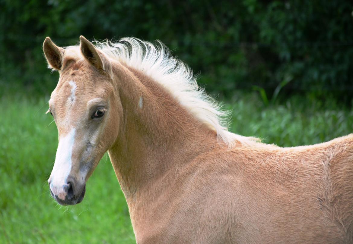 DSP Lykkebo Cayla billede 24