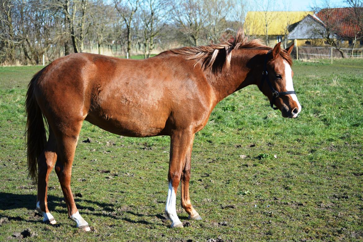 DSP Lykkebo Diva RSDH 708 billede 14