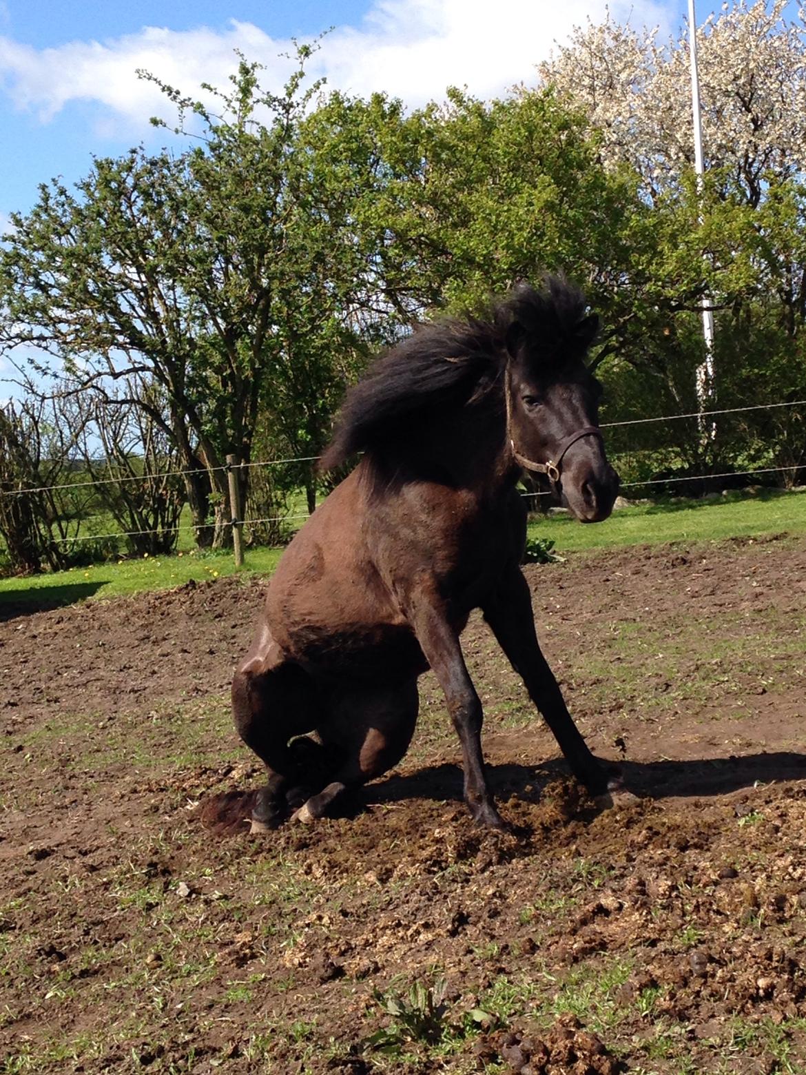Islænder Lukka fra Bækken - hva' så der billede 5