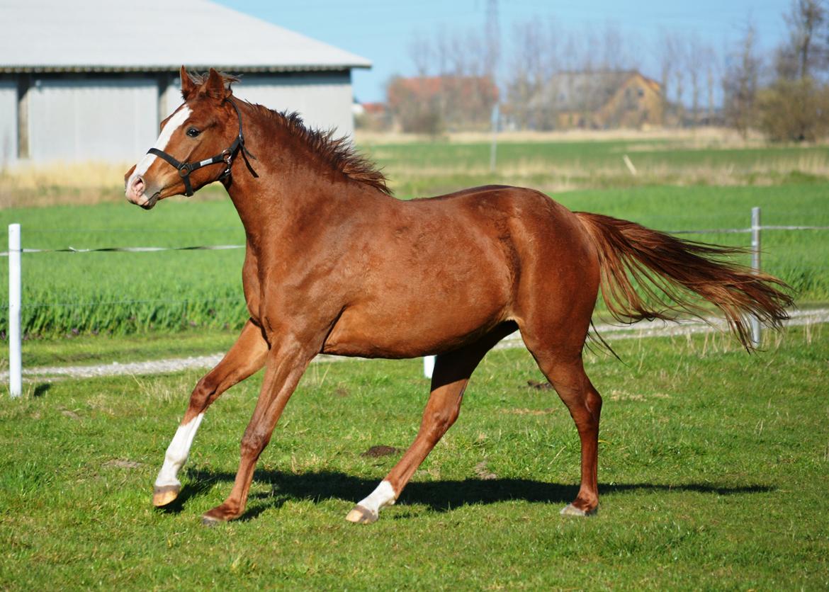 DSP Lykkebo Diva RSDH 708 billede 15