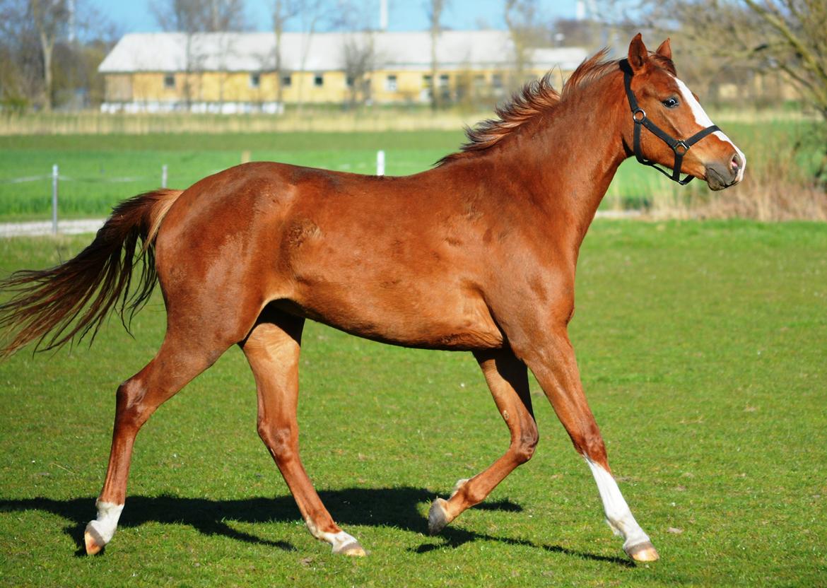 DSP Lykkebo Diva RSDH 708 billede 16