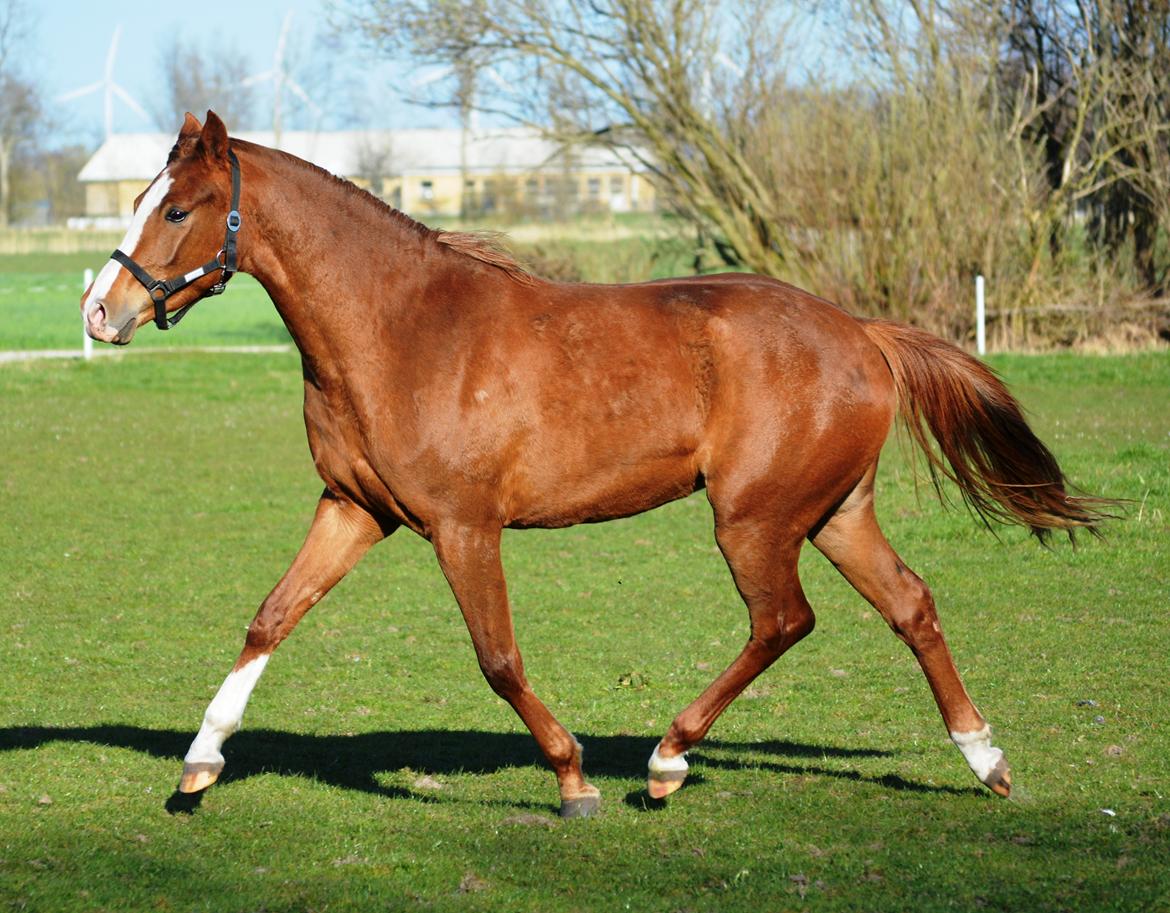 DSP Lykkebo Diva RSDH 708 billede 17