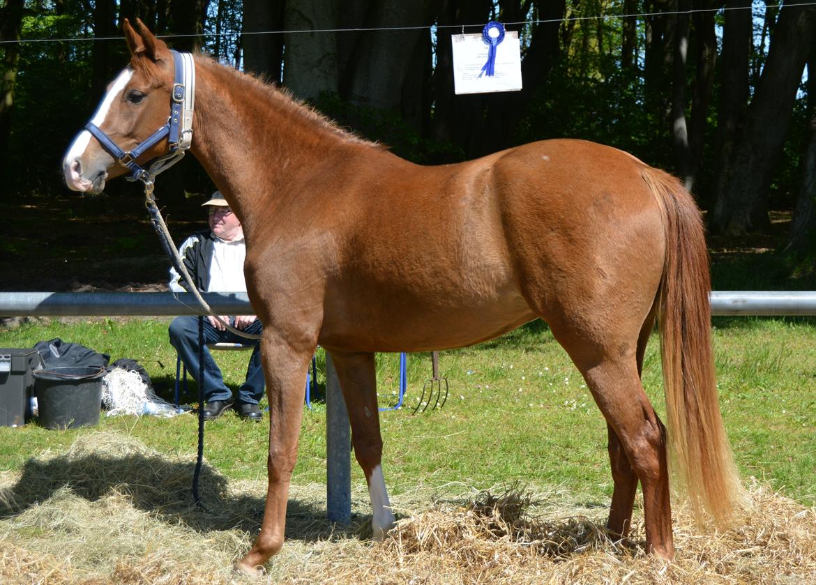 DSP Lykkebo Diva RSDH 708 billede 18