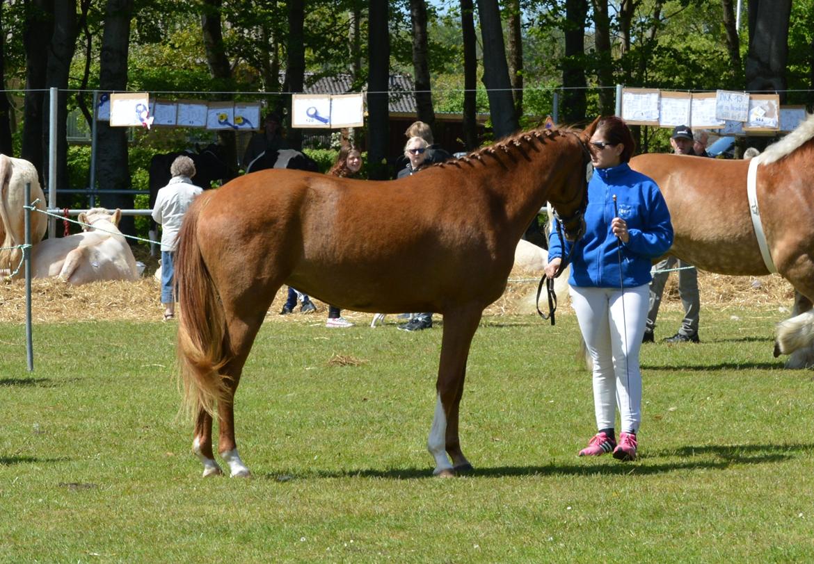 DSP Lykkebo Diva RSDH 708 billede 19