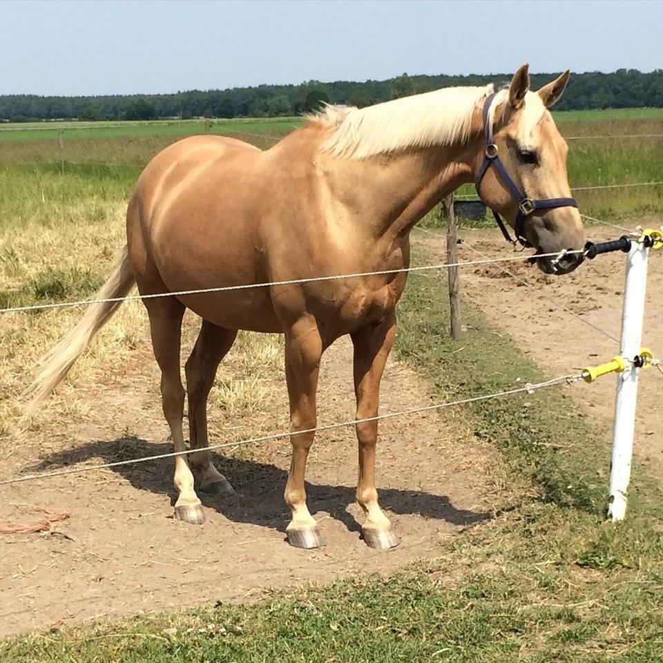 Palomino Felix billede 20
