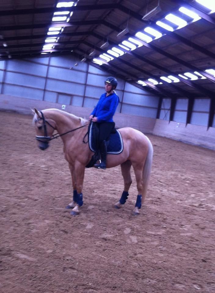 Palomino Felix billede 21