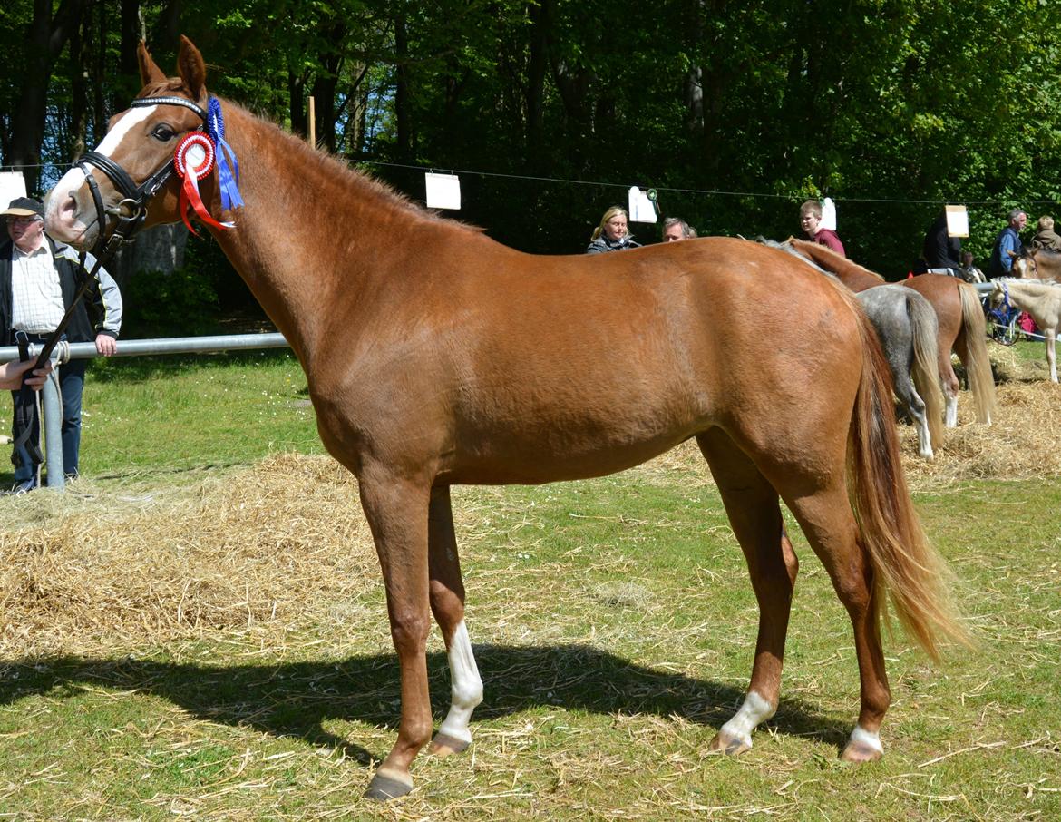 DSP Lykkebo Diva RSDH 708 billede 20