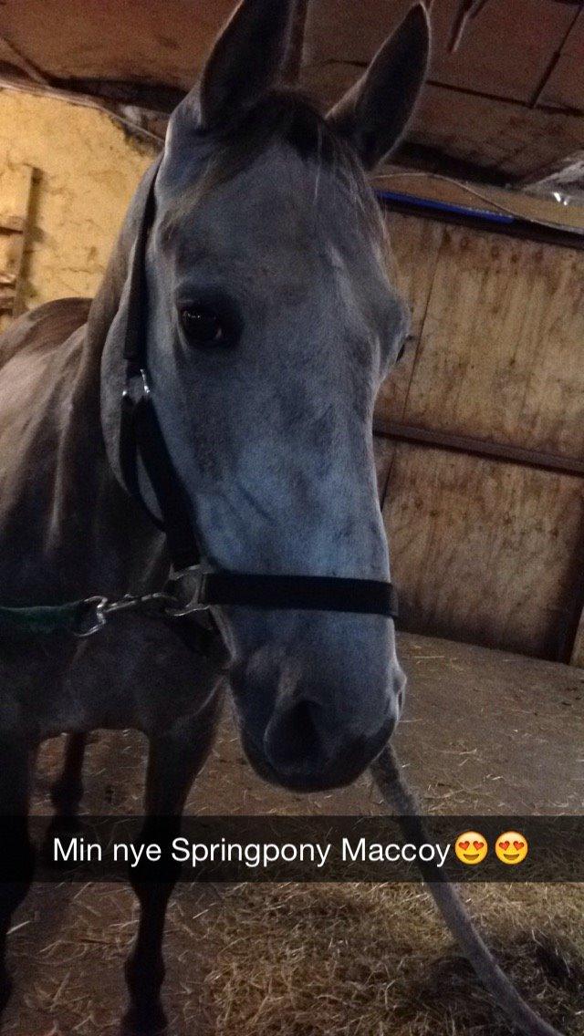 Anden særlig race Alfred (Maccoy) Min nye springpony<3 - Min nye springpony<3 billede 3