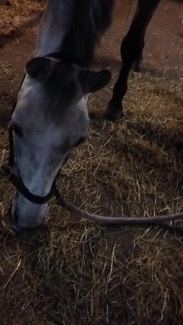 Anden særlig race Alfred (Maccoy) Min nye springpony<3 - Maccoy<3 billede 4