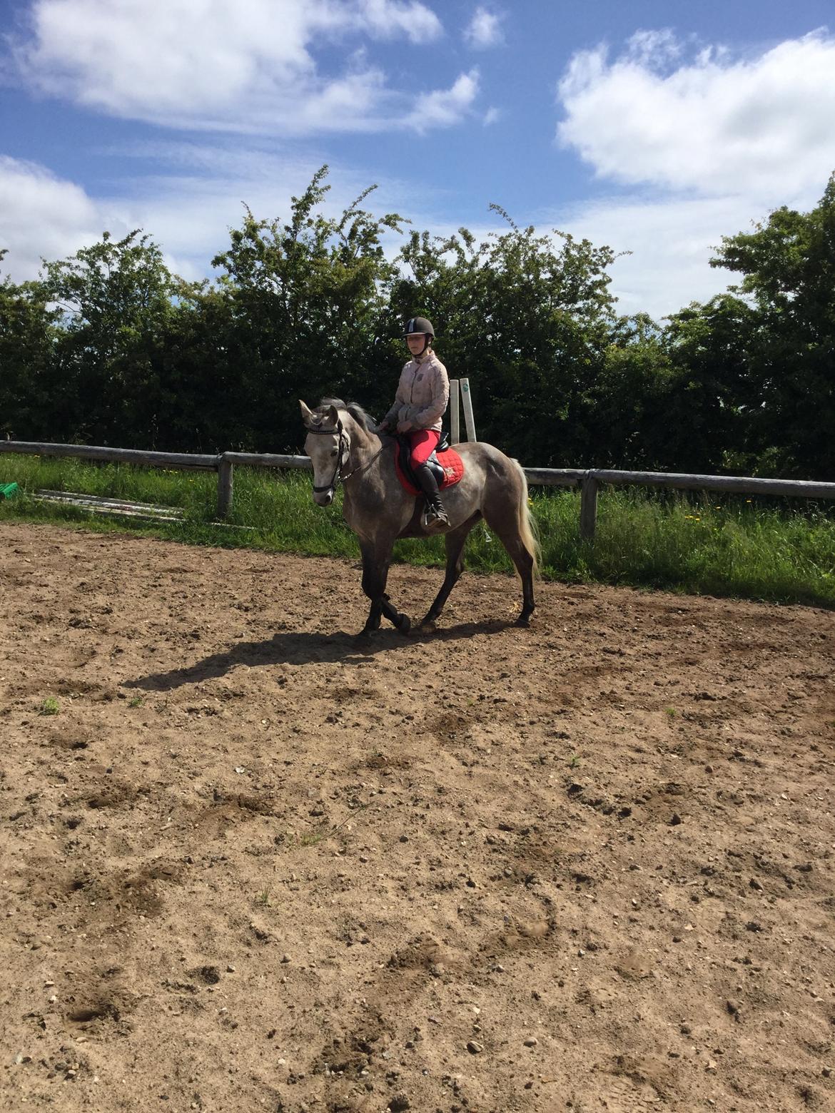 Anden særlig race Alfred (Maccoy) Min nye springpony<3 - D. 20 Juni 2015 FØRSTE gang jeg rider Maccoy hjemme<3 billede 8