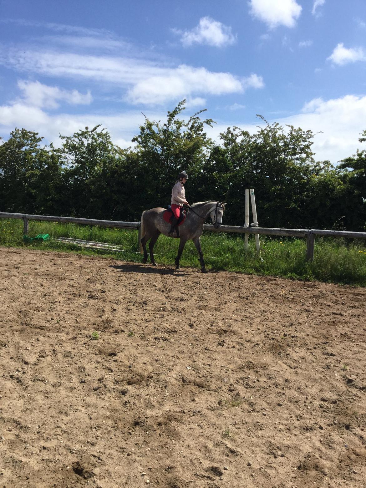 Anden særlig race Alfred (Maccoy) Min nye springpony<3 - D. 20 Juni 2015 FØRSTE gang jeg rider Maccoy hjemme<3 billede 9