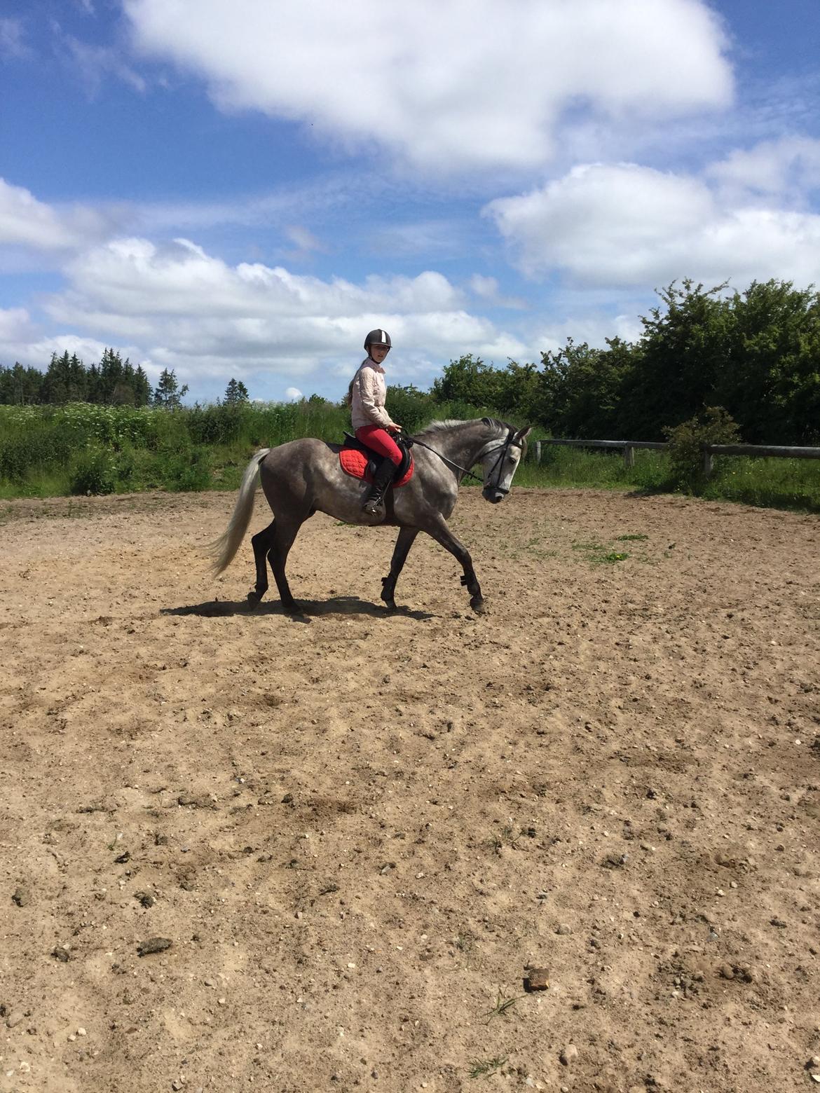 Anden særlig race Alfred (Maccoy) Min nye springpony<3 - D. 20 Juni 2015 FØRSTE gang jeg rider Maccoy hjemme<3 billede 10