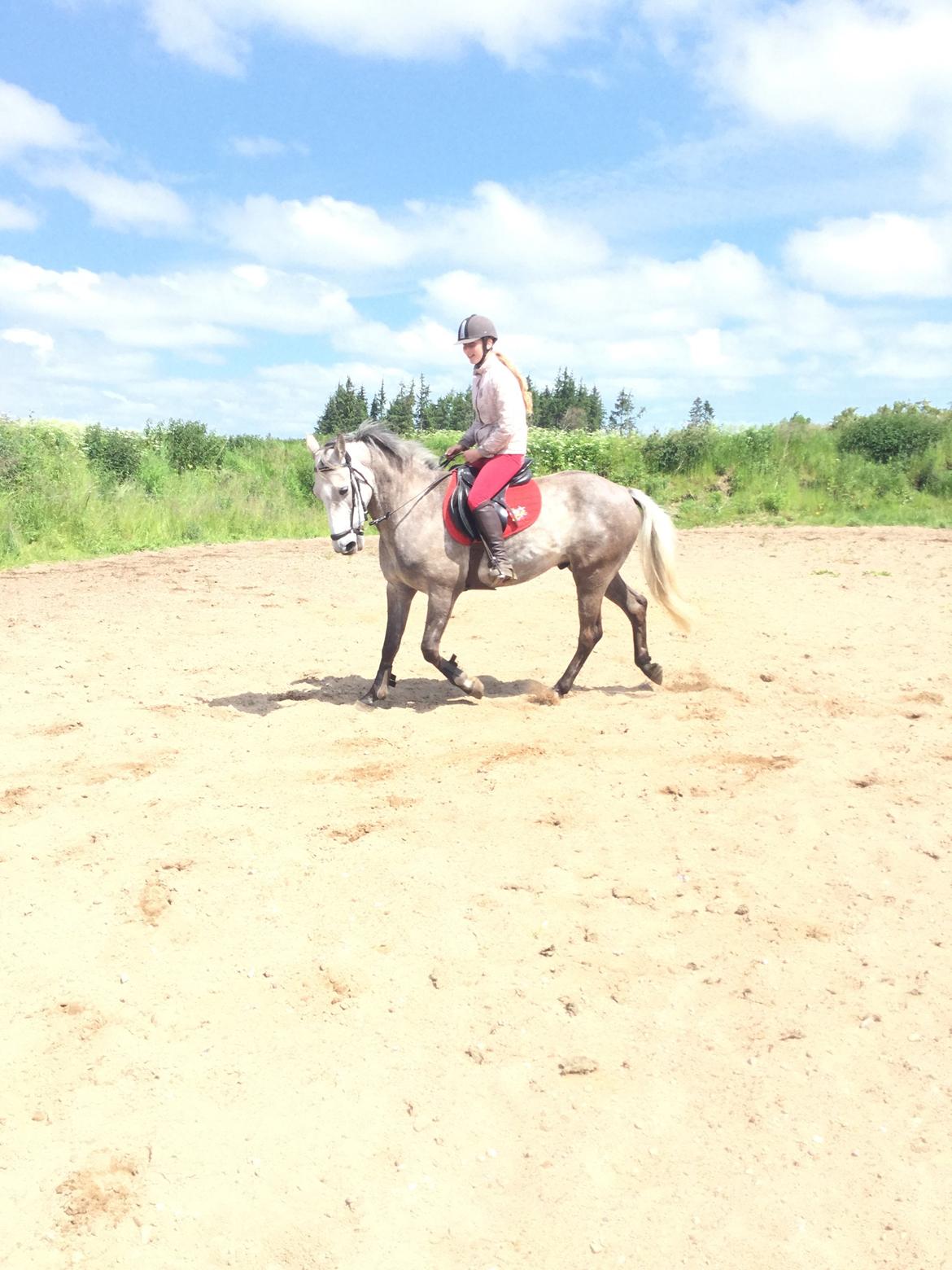 Anden særlig race Alfred (Maccoy) Min nye springpony<3 - D. 20 Juni 2015 FØRSTE gang jeg rider Maccoy hjemme<3 billede 12