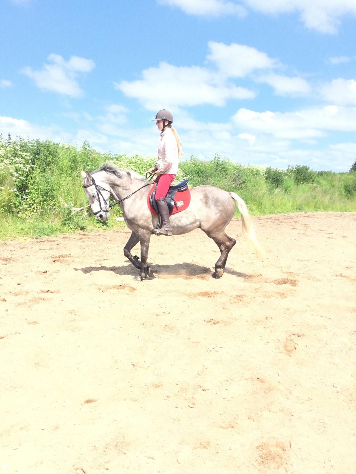 Anden særlig race Alfred (Maccoy) Min nye springpony<3 - D. 20 Juni 2015 FØRSTE gang jeg rider Maccoy hjemme<3 billede 13